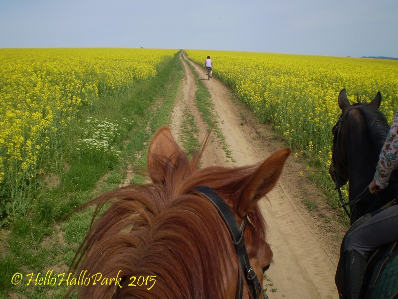 Paardrijden en mountainbiken zijn bij HelloHalloPark Hongarije vakantie camping en manege goed te combineren